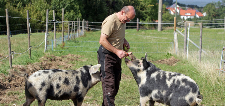 Ein Bild aus vergangenen Tagen: Karl Ederle aus Bissingen mit seinen Weideschweinen. Angesichts der drohenden Afrikanischen Schw