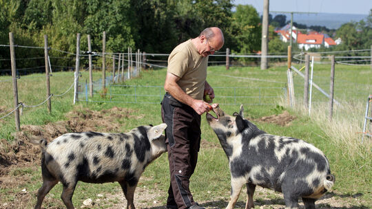 Ein Bild aus vergangenen Tagen: Karl Ederle aus Bissingen mit seinen Weideschweinen. Angesichts der drohenden Afrikanischen Schw Ein Bild aus vergangenen Tagen: Karl Ederle aus Bissingen mit seinen Weideschweinen. Angesichts der drohenden Afrikanischen Schw