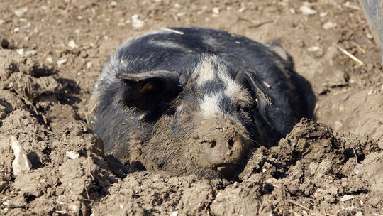 Karl Ederle und dieTuropolje-SchweineLandwirtschaft Karl Ederle und dieTuropolje-SchweineLandwirtschaft