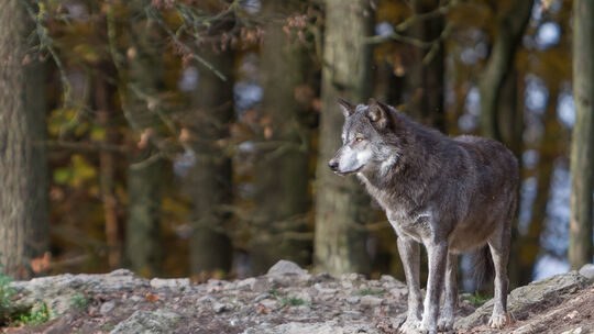 Foto: CarsteN Riedl