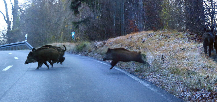 In Plochingen sorgt eine Rotte Wildschweine für Diskussion. Auch in Ochsenwang sieht man die Tiere auf ihren Streifzügen.Archiv-