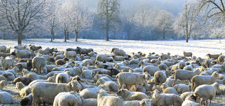 Reif für den Stall, Schafe hinter der Limburg, 07.12.2016, Ruoff