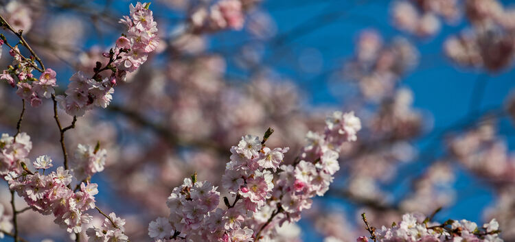 Blüten, Kirschblüte, Frühling, Obstbaum , Natur