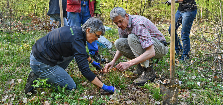 Matthias Bankwitz (rechts), sein Team und Forstmitarbeiter pflanzen im Kirchheimer Bergwald junge Bäumchen ein.Foto: Markus Brän