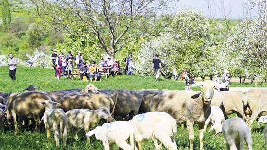 Im Freilichtmuseum drehte sich alles um die wolligen Tiere. Fotos Thomas Krytzner Im Freilichtmuseum drehte sich alles um die wolligen Tiere. Fotos Thomas Krytzner