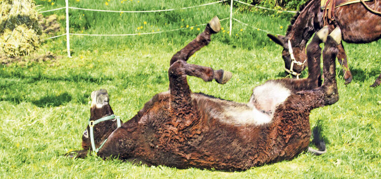 Auch Esel und Maultiere bekamen von den kleinen Besuchern unzählige Streicheleinheiten. Fotos Thomas Krytzner