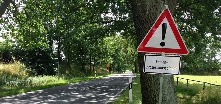 Achtung: Eichenprozessionsspinnerraupen. Die Stadt Kirchheim bekämpft die Tiere.