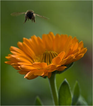Biene, BlumeGaby Hanusch Hobbyfotografin
