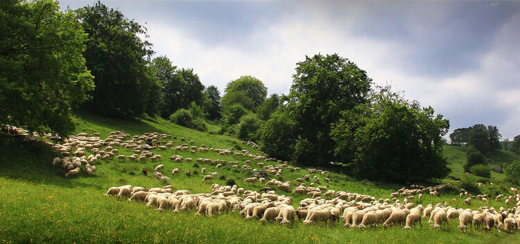 Wochentags haben Schafe das Maar oft für sich.Foto: Dieter Ruoff