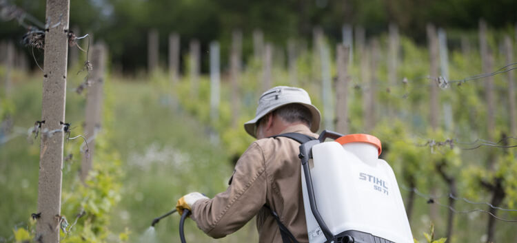 Dusche für die Weinstöcke: Ab Mai müssen die Wengerter Pflanzenschutz betreiben, um das frische Grün und die kleinen Trauben zu