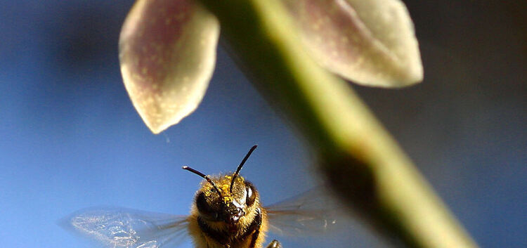 Biene Filmvortrag über die BieneInsektenFoto erneut verwendet 25.4.18