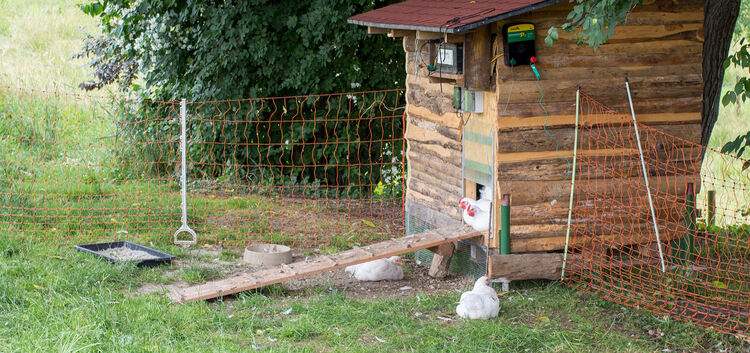 Schönes Leben: Die Masthühnchen in dem Stall, den Studierende der HfWU Nürtingen selbst entworfen und gebaut haben.Foto:HfWU