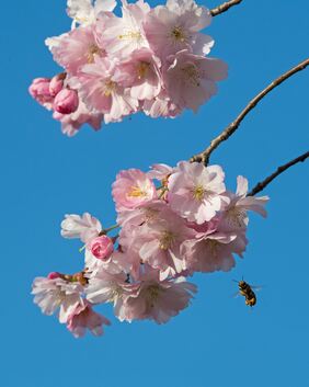 Blüten, Kirschblüte, Frühling, Obstbaum , Natur, Biene, Bienen