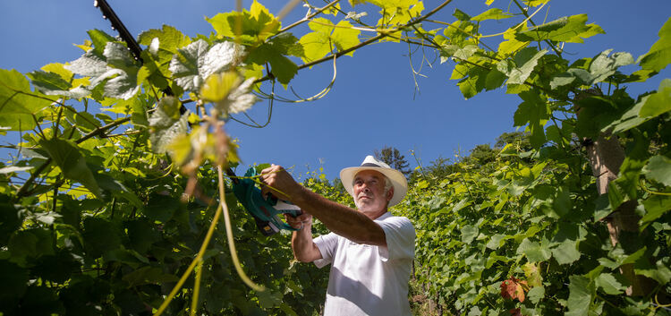 Entblättern und die Traubenmenge reduzieren - damit arbeiten die Wengerter schon auf die Qualität des Weins hin.Fotos: Carsten R