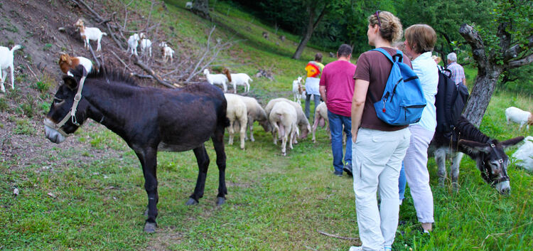 Esel, Ziegen und Schafe sorgen für eine optimale Abgrasung auf der Hutewaldfläche. Krytzner