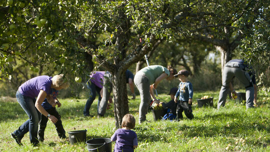 Wer eine Streuobstwiese besitzt, kann nicht tun und lassen, was er will. Es gibt einiges zu beachten.Archiv-Foto: Jean-Luc Jacq