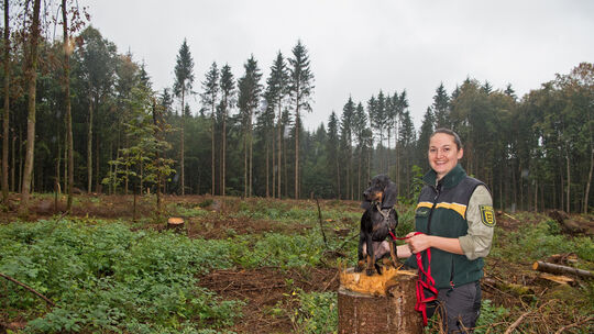 Die Kirchheimer Revierförsterin Carla Hohberger mit ihrer jungen Brandlbracke Mila in einem abgeholzten Fichtenbestand. Fotos: M Die Kirchheimer Revierförsterin Carla Hohberger mit ihrer jungen Brandlbracke Mila in einem abgeholzten Fichtenbestand. Fotos: M