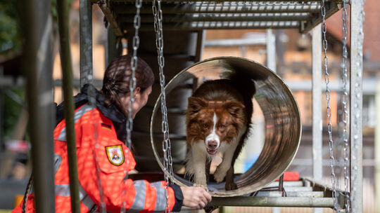 Ein Rettungshund zeigt, was er kann. Fotos: Carsten Riedl Ein Rettungshund zeigt, was er kann. Fotos: Carsten Riedl