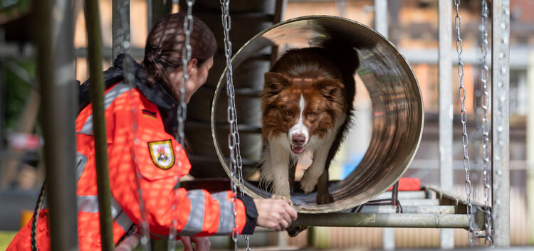 Ein Rettungshund zeigt, was er kann. Fotos: Carsten Riedl