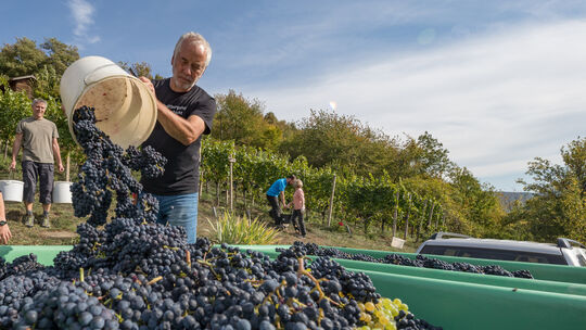 Gute Ernte: Rainer Bauer kippt einen Eimer voll Spätburgunder-Trauben in den Transportzuber. In der Neuffener Kelter saugt er di Gute Ernte: Rainer Bauer kippt einen Eimer voll Spätburgunder-Trauben in den Transportzuber. In der Neuffener Kelter saugt er di
