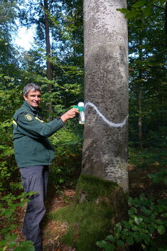 Förster Hartmut Scheuter markiert einen Baum. Foto: pm