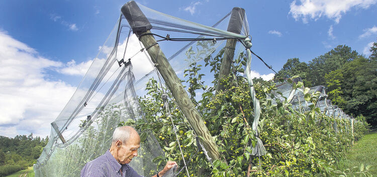 Otto Weber vom Obstbaubetrieb Weber prüft die Hagelnetze, die auch die Bäume mit den kleineren Zieräpfeln schützten. Foto: Jürge