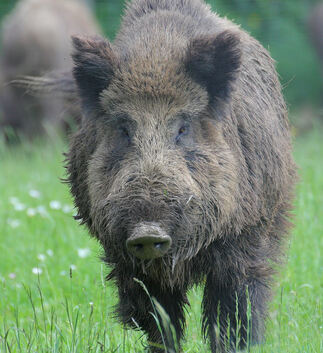 Ihnen geht es jetzt an den Kragen: Wildschweine sind von der Schweinpest bedroht und werden deshalb verstärkt bejagt.Foto: Claud