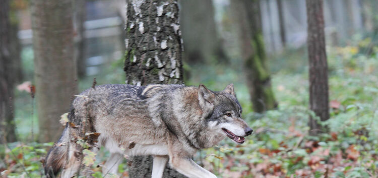 Bisher ist auf der Alb kein Wolf gesichtet worden - zumindest nicht nachweislich. Foto: Claudia Reinöl, Alte Fasanerie Klein-Auh