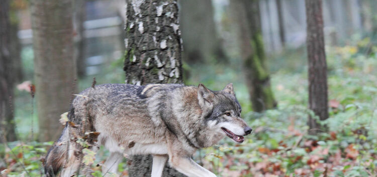 Ein Wolf auf Streifzug – aufgenommen in der Alten Fasanerie Klein-Auheim.Foto: Claudia Reinöl