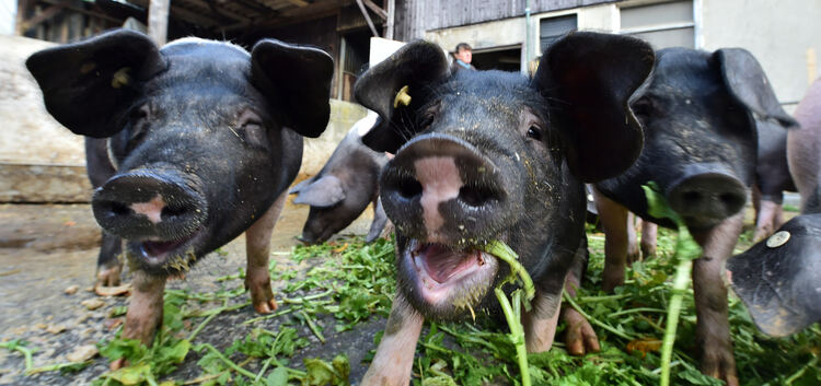 Grünfutter gehört zum Speiseplan der Schwäbisch-Hällischen Landschweine. Fotos: Markus Brändli
