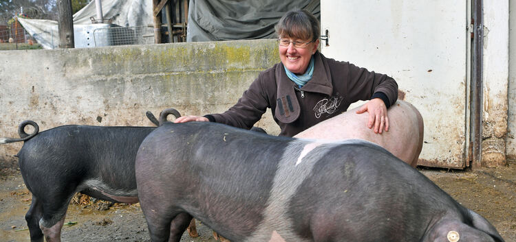 Sonja Hauber und ihre schwäbisch-hallischen Schweine, Schwein, Schweine