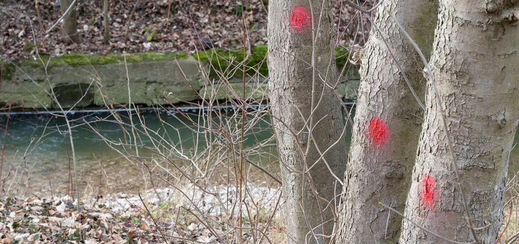 Bäume an Gewässern werden in Kirchheim neu begutachtet, ob sie sich vielleicht noch für einige Zeit erhalten lassen.Foto: Carste