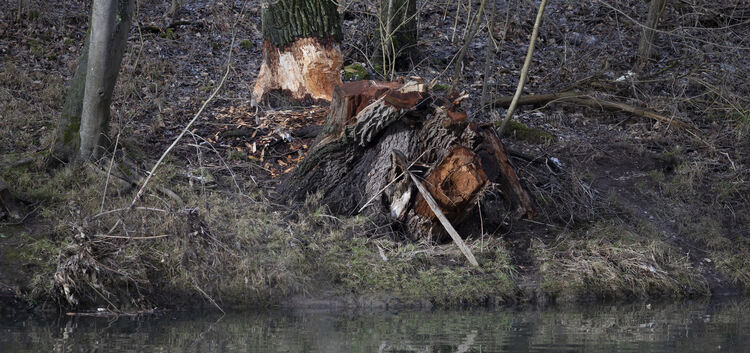 Direkt am Ufer bei Neckarhausen hat sich der Biber einen großen Baum ausgesucht.