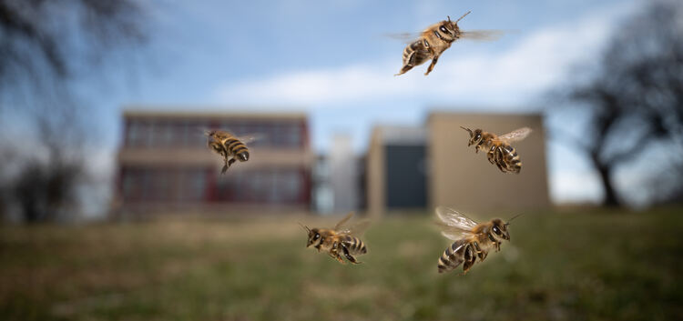 So sieht es in der Realität noch nicht aus, aber bald: Bienen vor der Bissinger Schule. Fotomontage: Carsten Riedl