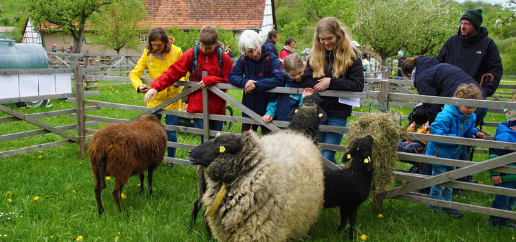 Für viele Kinder war es bei den Schäfertagen im Freilichtmuseum ein Highlight, einem Schaf einmal in die Wolle zu greifen. Foto: