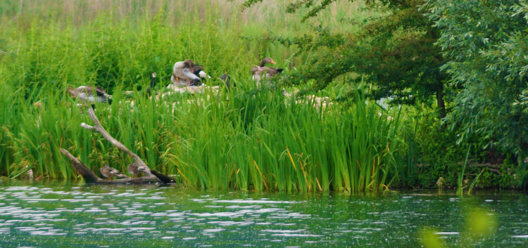 Rund 170 Gänse leben ungestört am Baggersee im Naturschutzgebiet in Wernau. Zu sehen sind daher sie von blossem Auge kaum. Krytz
