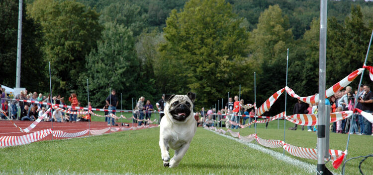 Mops in Aktion: Beim zweiten Süddeutschen Mops- und Bulldoggenrennen in Wernau gingen zahlreiche tierische Sportler an den Start