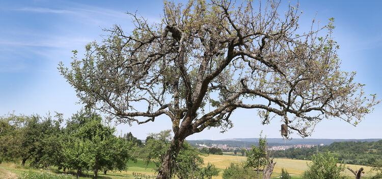 Mancherorts, wie hier in Notzingen, sind die Apfelbäume von Gespinnstmotten kahlgefressen.  Foto: Jean-Luc Jacques