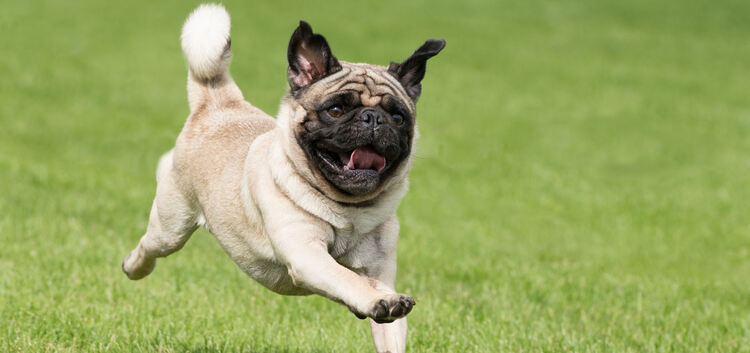Mops Hund beim rennen auf einer grünen Wiese