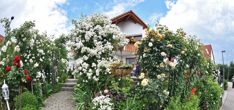 Tag des offenen Gartens, offene Gärten, hier bei Fam. Spindler in Schlierbach, Blumen, Rosen, Garten
