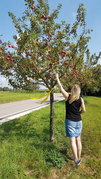 Das gelbe Band am Baum zeigt: Die Früchte dieses Baumes dürfen von allen nach Herzenslust geerntet und gegessen werden.Foto: Vol