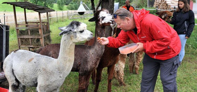 Alpakas werden in Europa wegen ihres ruhigen und friedlichen Charakters auch in der tiergestützten Therapie eingesetzt. Fotos: A