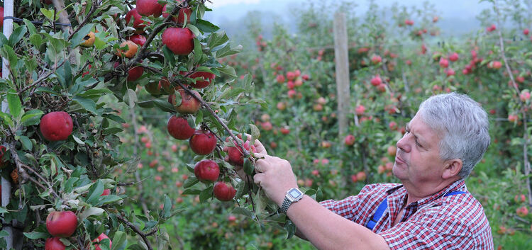 Schwer beschädigte Früchte: Karl Nägele demonstriert, was der Hagel seinen Äpfeln zugefügt hat. Fotos: Deniz Calagan