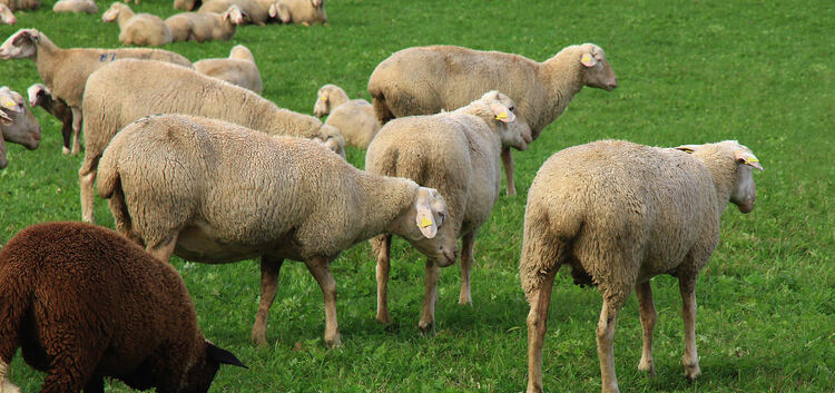 Die Stadt Weilheim setzt bei der Pflege ihrer Wiesen auf Schafe als vierbeinige Rasenmäher.Foto: Dieter Ruoff