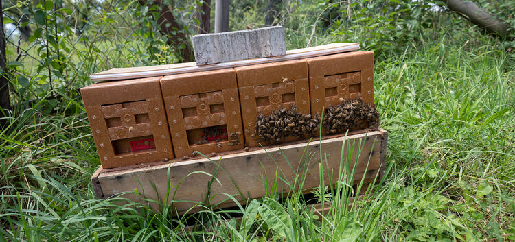 Die Firma Bee-Rent bietet Bienenvölker per Leasing an.Imker Bienen