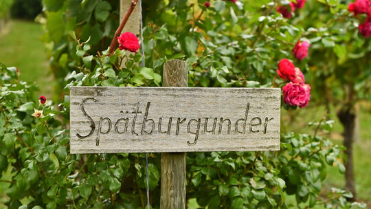 Traditionell lädt Bürgermeister Johannes Züfle im Herbst zum Rundgang durch den Weinberg an der Limburg ein. Dieses Jahr hingen