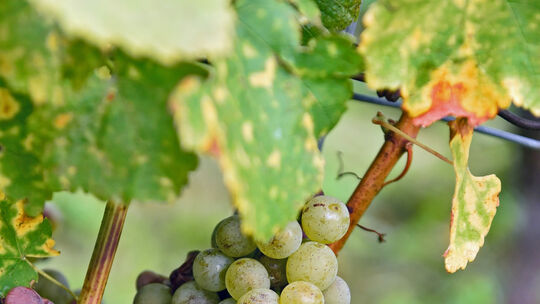 Traditionell lädt Bürgermeister Johannes Züfle im Herbst zum Rundgang durch den Weinberg an der Limburg ein. Dieses Jahr hingen