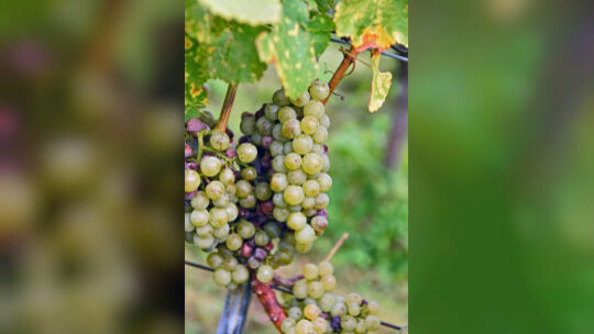 Traditionell lädt Bürgermeister Johannes Züfle im Herbst zum Rundgang durch den Weinberg an der Limburg ein. Dieses Jahr hingen