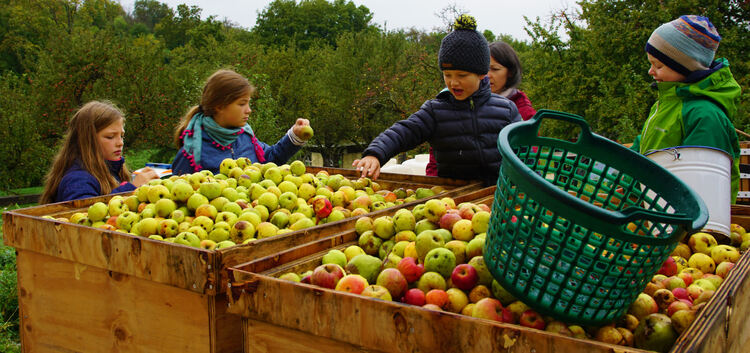 Nach dem Auflesen der Äpfel folgt das Auslesen derjenigen Früchte, die für die Mostpresse geeignet sind.Foto: Thomas Krytzner