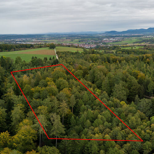 1,9 Hektar groß ist die Fläche des Gemeindewaldes am Dettinger Käppele, die für einen Bestattungswald infrage kommt.Foto: Carste